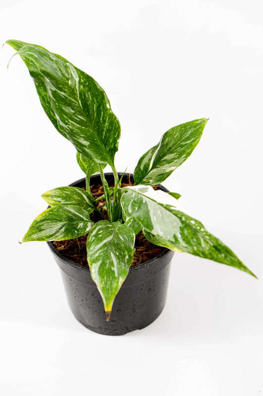 Variegated Peace Lily