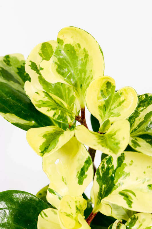 Peperomia Variegata