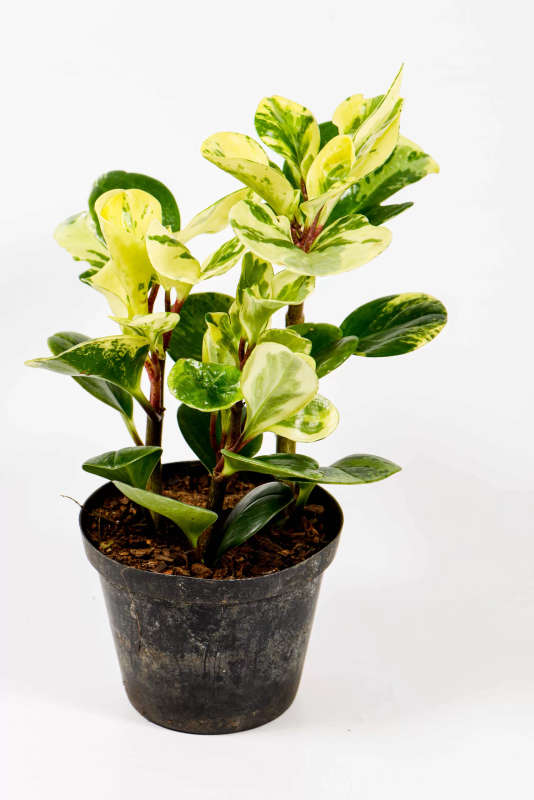 Peperomia Variegata