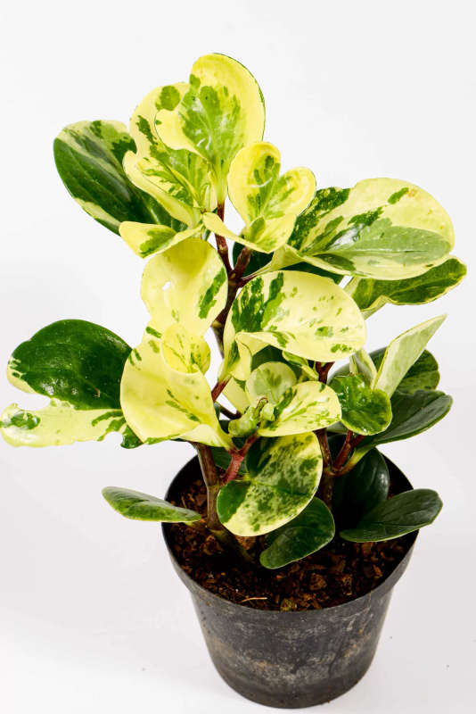 Peperomia Variegata