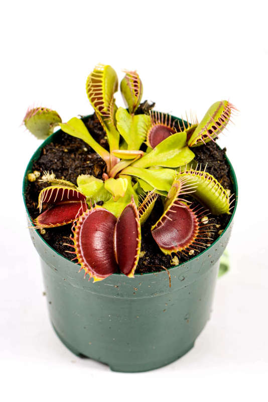 Venus Fly Trap