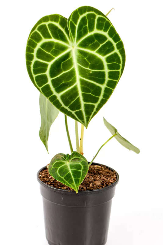 Anthurium Clarinervium