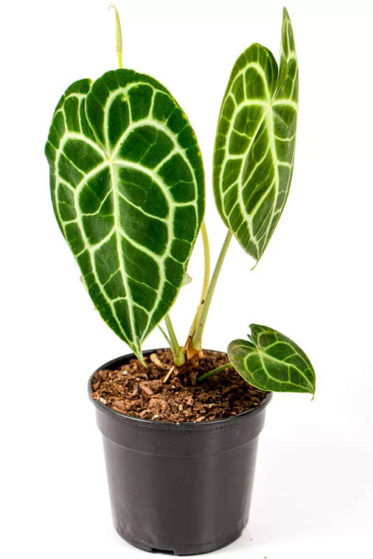 Anthurium Clarinervium
