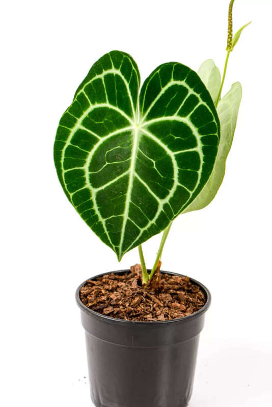 Anthurium Clarinervium