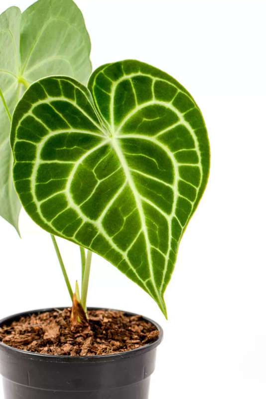 Anthurium Clarinervium