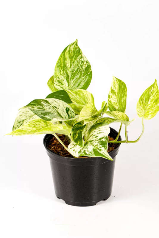 Marble Queen Pothos