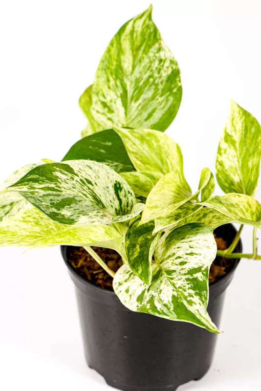 Marble Queen Pothos