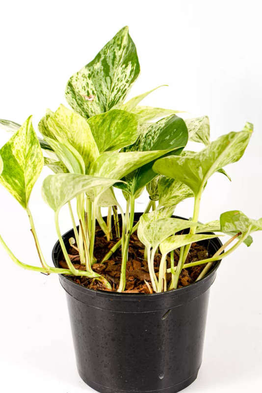 Marble Queen Pothos