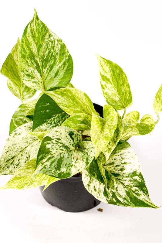 Marble Queen Pothos