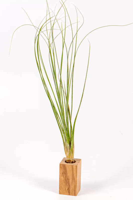 Airplant Tillandsia Juncea