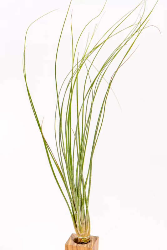 Airplant Tillandsia Juncea