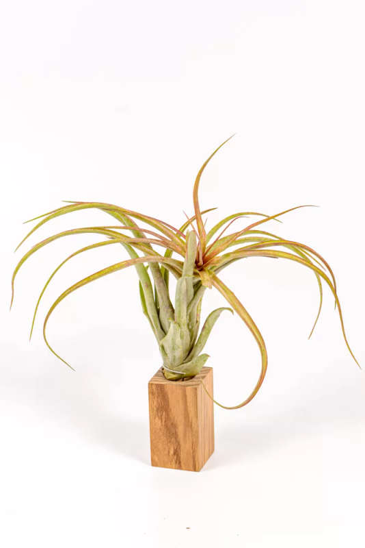 Tillandsia Brachycaulos Multiflora