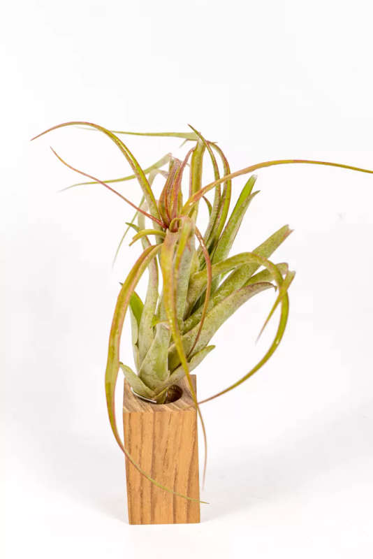 Tillandsia Brachycaulos Multiflora