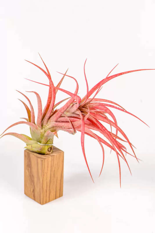 Tillandsia Brachycaulos Multiflora