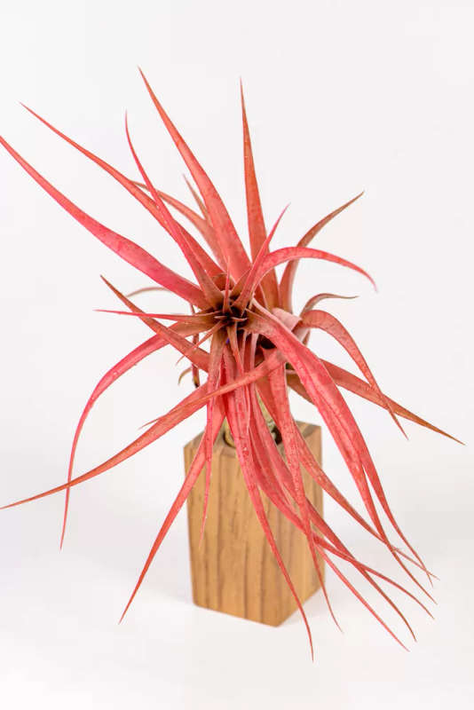 Tillandsia Brachycaulos Multiflora