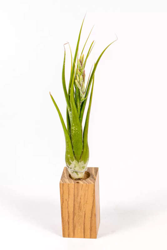Tillandsia Circinata