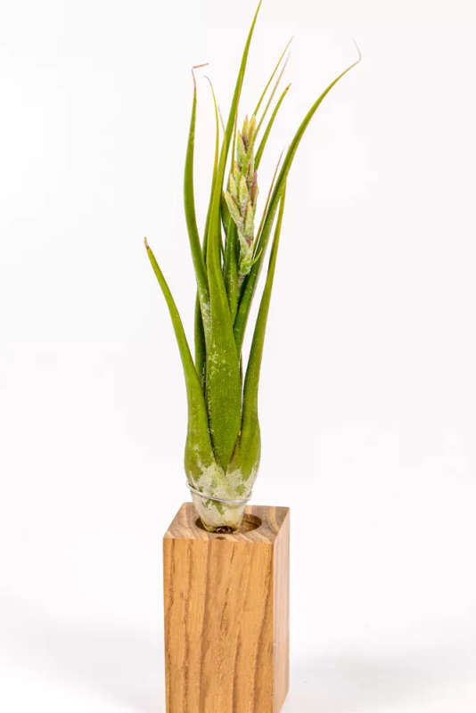 Tillandsia Circinata