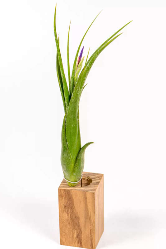Tillandsia Circinata