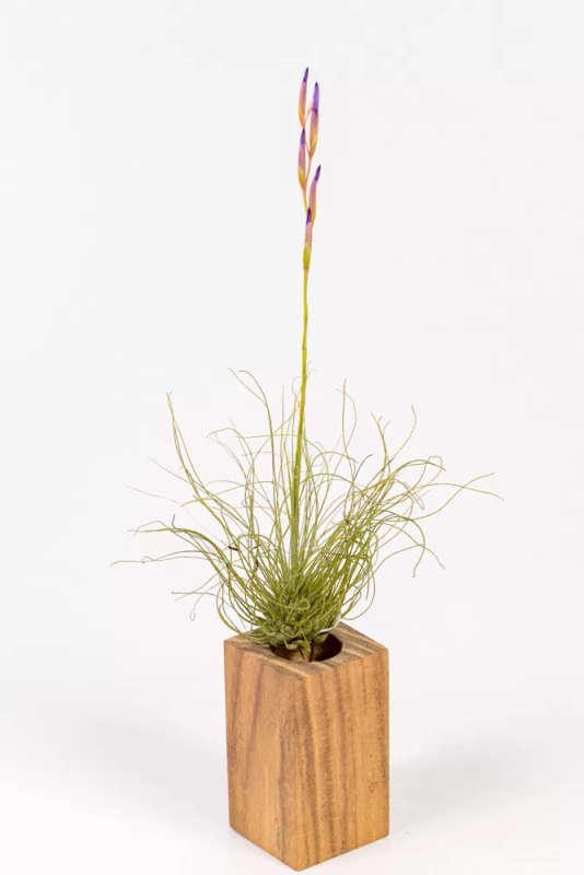 Tillandsia Fuchsii