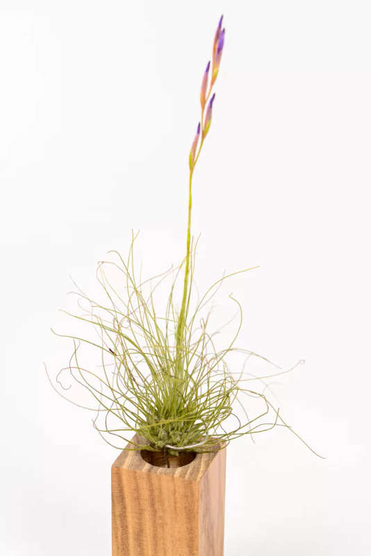 Tillandsia Fuchsii