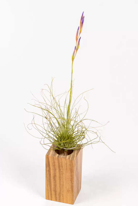 Tillandsia Fuchsii