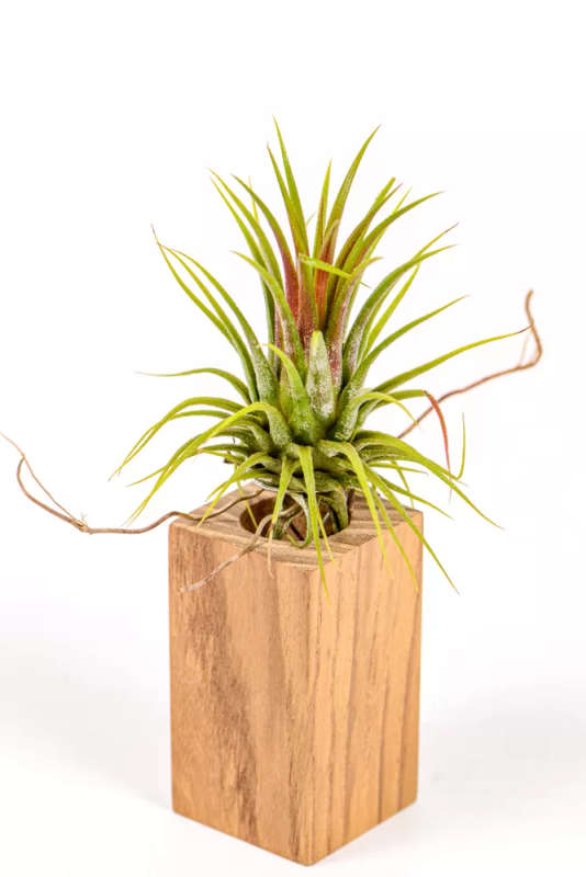 Tillandsia Ionantha