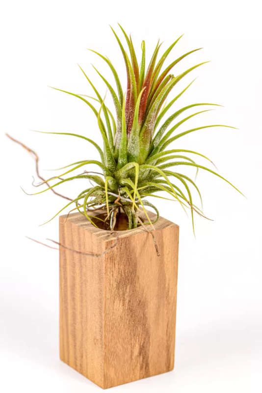 Tillandsia Ionantha
