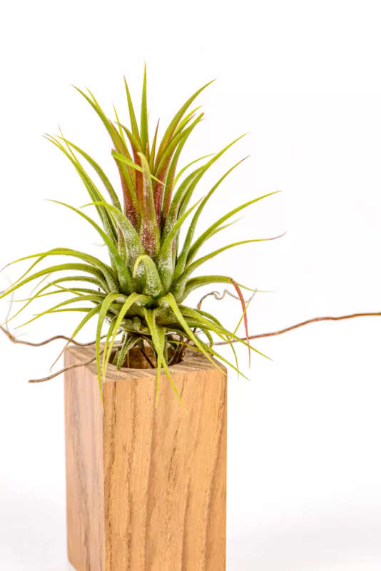 Tillandsia Ionantha