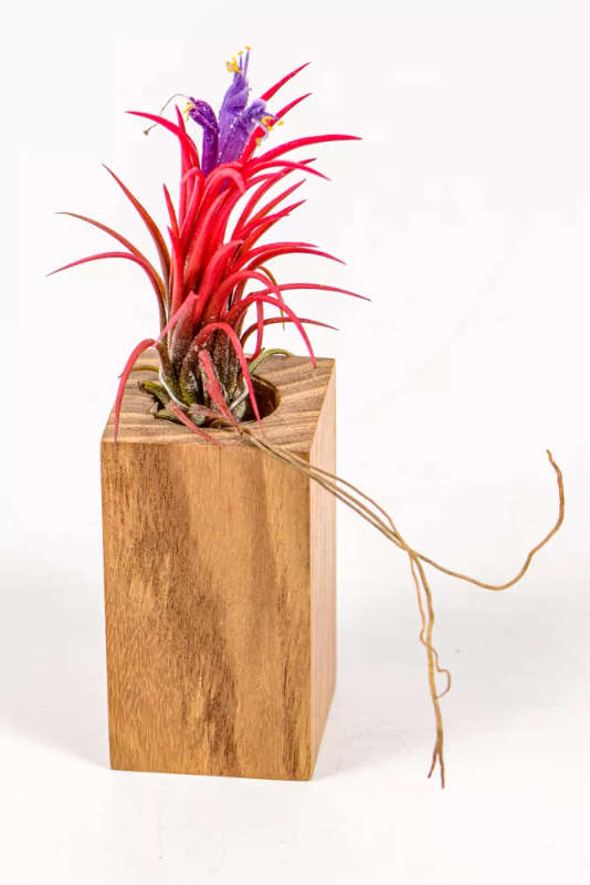 Airplant Ionantha Fuego