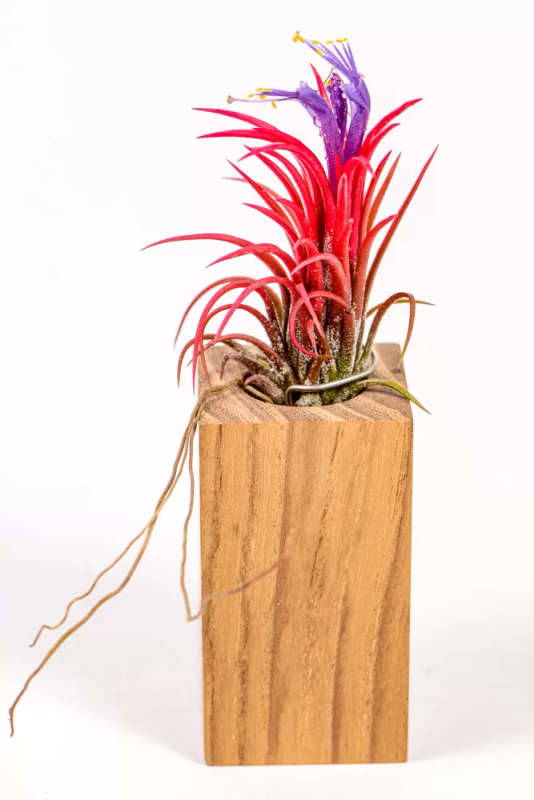 Airplant Ionantha Fuego