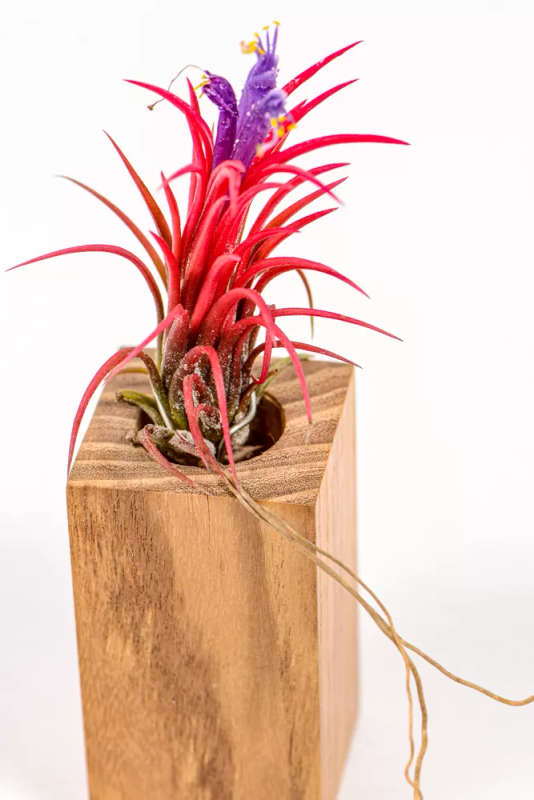 Airplant Ionantha Fuego