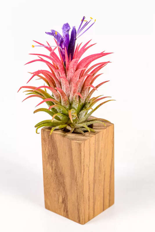 Airplant Ionantha Rubra
