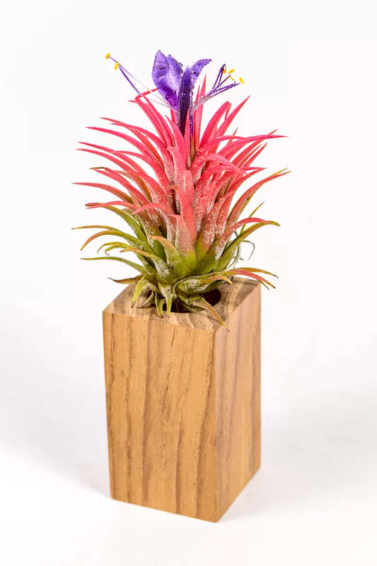Airplant Ionantha Rubra