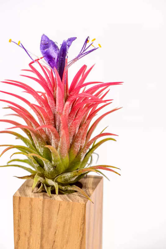 Airplant Ionantha Rubra
