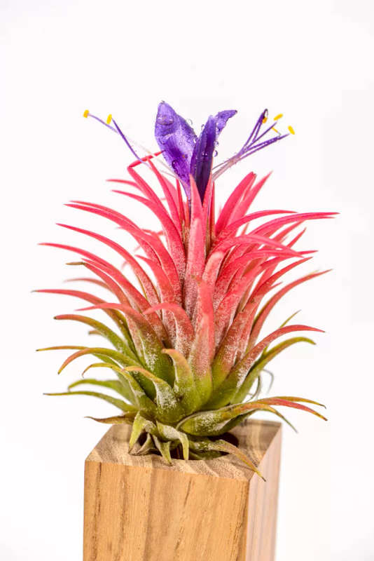 Airplant Ionantha Rubra