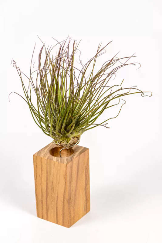 Airplant Magnusiana