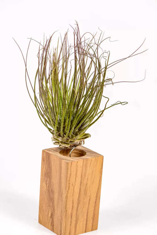 Airplant Magnusiana