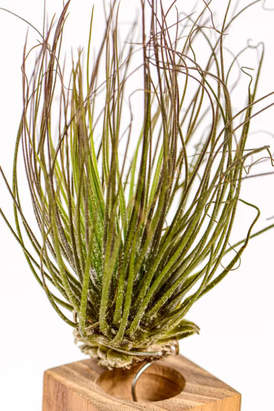 Airplant Magnusiana
