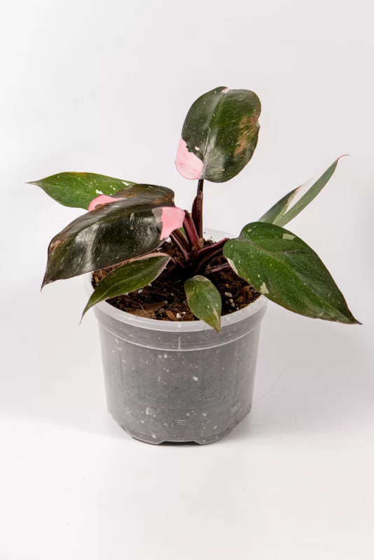 Philodendron Pink Princess