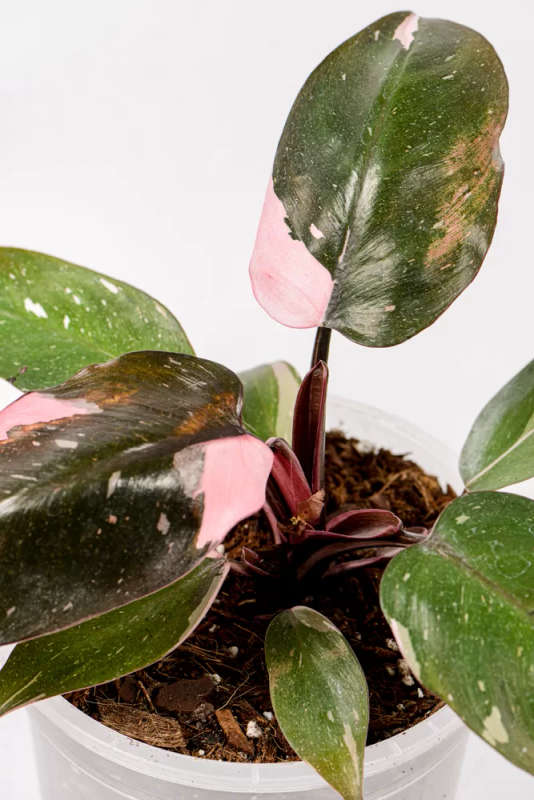 Philodendron Pink Princess