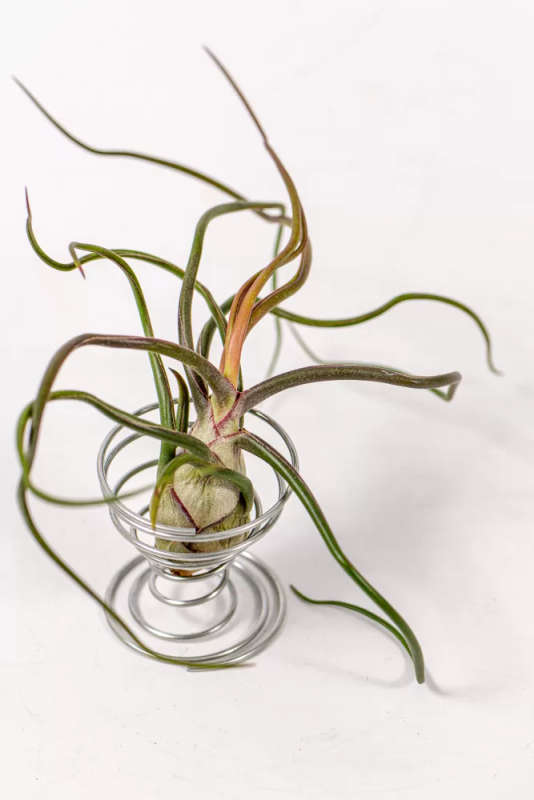 Spiral airplant stand