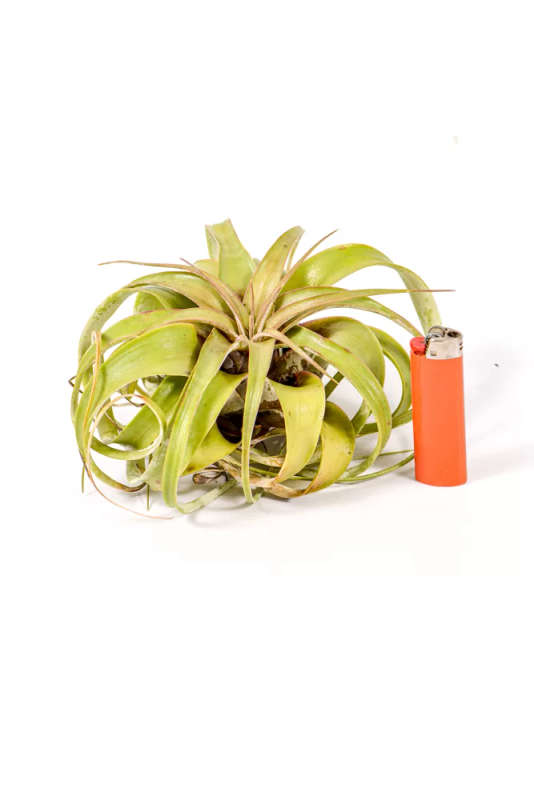 Airplant Xerographica