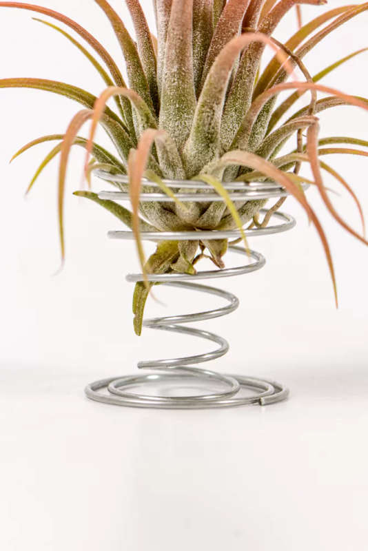 Spiral airplant stand