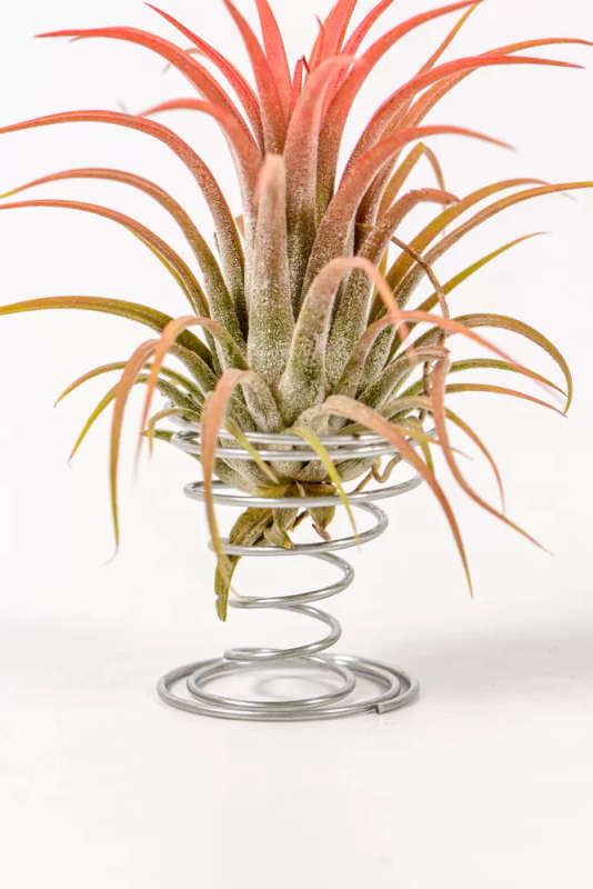 Spiral airplant stand