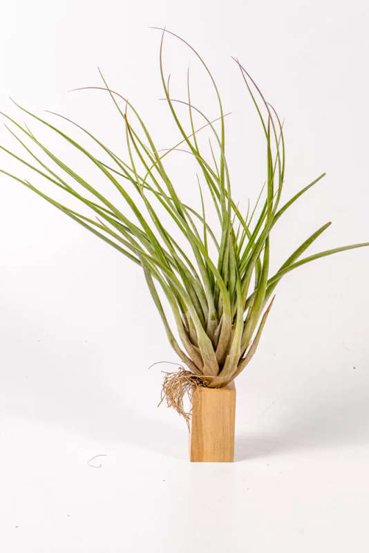 Airplant Tillandsia Fasciculata