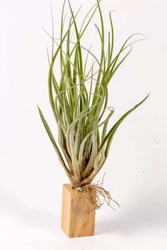 Airplant Tillandsia Fasciculata
