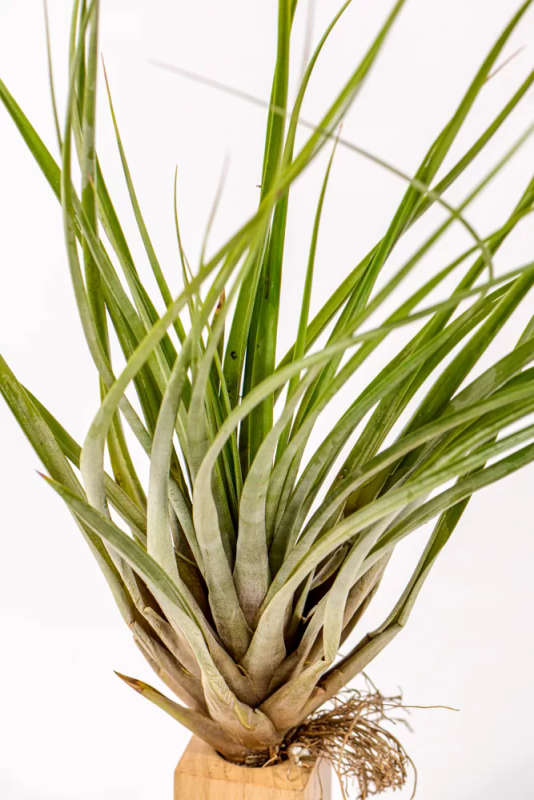 Airplant Tillandsia Fasciculata