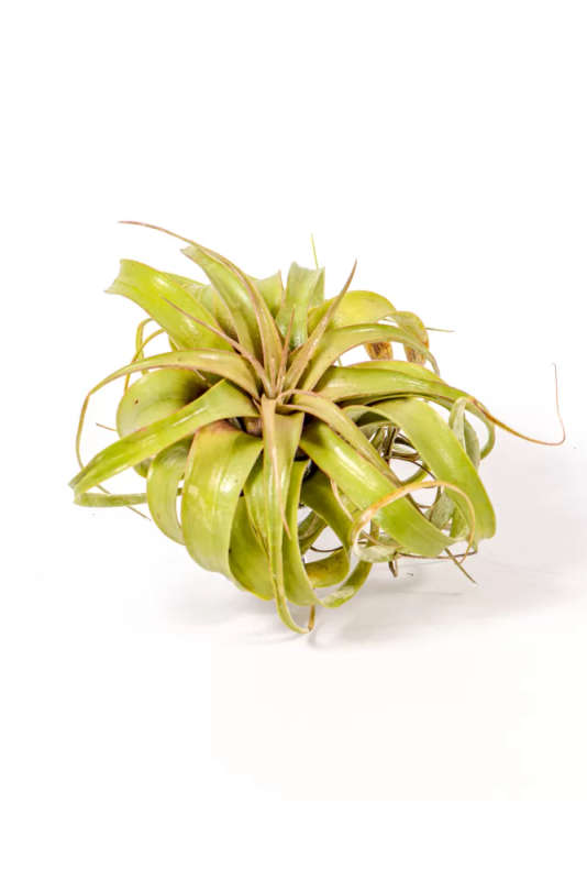 Airplant Xerographica