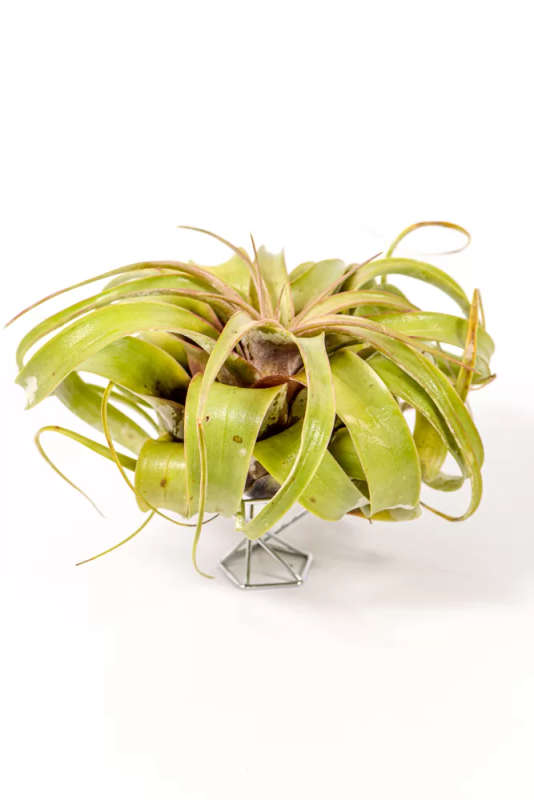 Airplant Xerographica