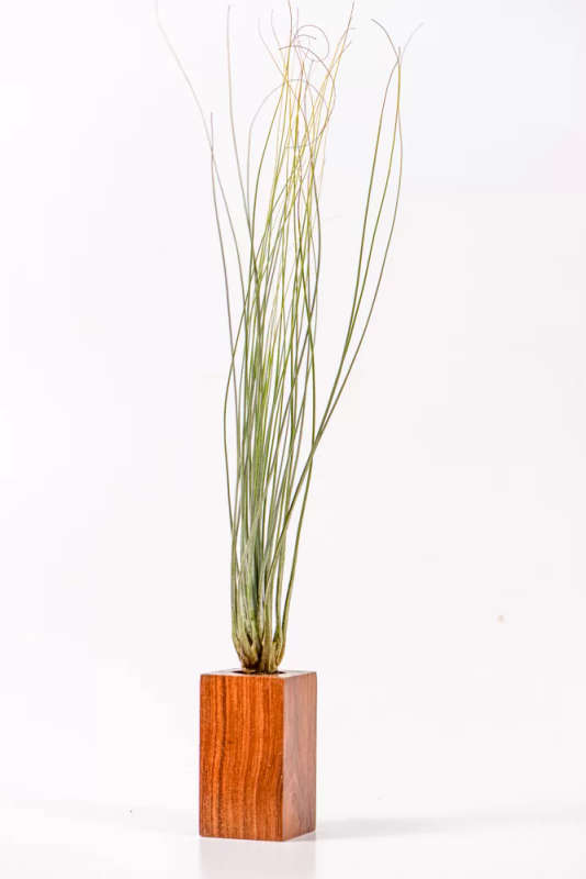 Airplant Tillandsia Juncefolia
